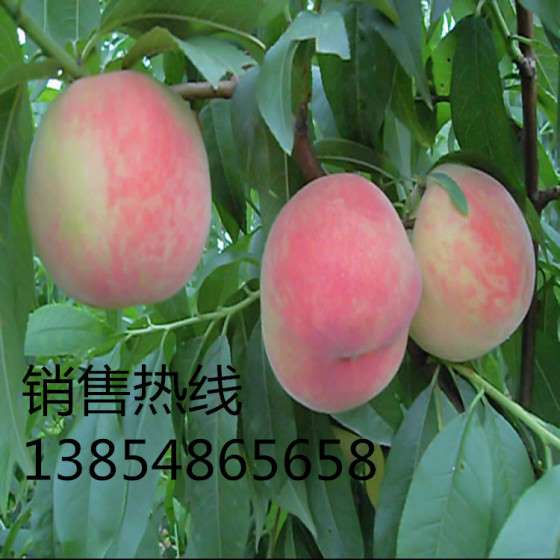 桃苗新品种 各种规格的桃树苗 泰安桃苗繁育基地