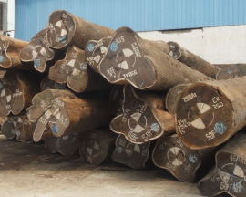 三门台茗木业有限公司出售进口非洲鸡翅木原木