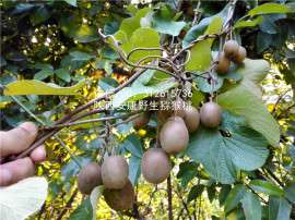 陕西猕猴桃野生猕猴桃非周至眉县种植猕猴桃奇异果