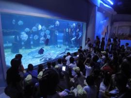 高端展会海洋生物展活动方案鱼缸定制活体企鹅海狮出租