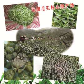 茶叶籽批发茶叶种子厂家绿茶籽大量供应