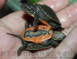 西锦龟 西部锦龟 西锦龟苗 进口水龟特色腹部图纹玩宠
