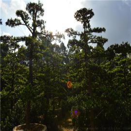 陈村花卉世界星戈园林供应精品罗汉松庭院树