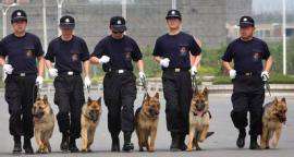供应警犬训练-安防犬,护卫犬