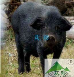 甘孜州藏香猪