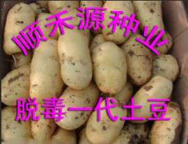 土豆种子价格
