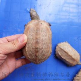 白化龟 白化草龟 广东草龟特色个性宠物乌龟