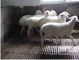 羊床/羊床/羊床/羊床/羊床制作