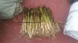 供应湿地绿化芦苇种植白洋淀专业芦苇种苗种植公司