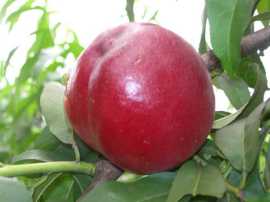 陕西油桃新品种46-28油桃价格