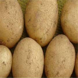 高产秋季土豆种子★高产马铃薯种子