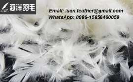 大量供应安徽皖西大白鹅绒白鸭羽绒低价 提供各种品质各种标准的水洗羽绒，鸭绒、鹅绒