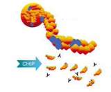 ChIP实验(染色质免疫共沉淀)