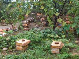 湖北武汉贵州中蜂养殖场笼蜂卖蜂产品专业快速