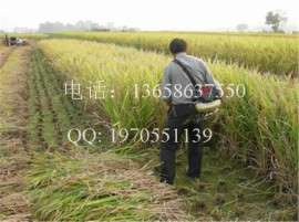 山东厂家供应139F尼龙打草机锯齿割草割灌机