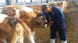 饲料公司愿意采购进口牛用B超品牌的原因解析