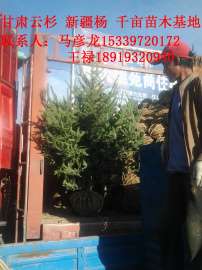 甘肃云杉自产自销3米绿化树苗
