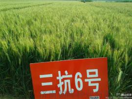 高产小麦品种三抗6号小麦种子的精品