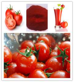 番茄红素5% 纯天然番茄提取物 斯诺特