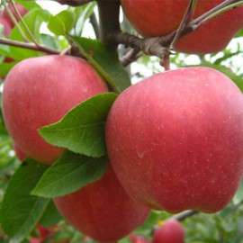 山东红富士苹果基地低价批发纸袋膜袋红富士苹果