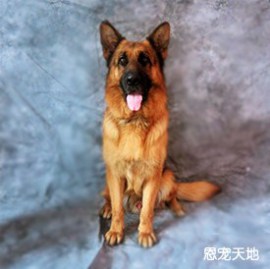 昌平卖德牧哪家好|昌平?卖德国牧羊犬|恩宠天地供